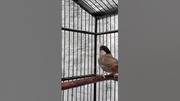 Pancawarna Gacor nembak ngebren #birds #animals #kicaumania #shorts #masteranburung