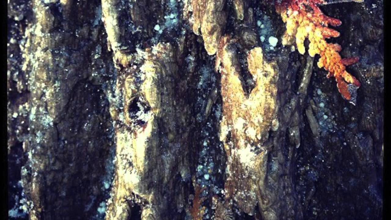 Decadence - Decadence EP by Di^log.