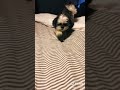 My dog made a Tik Tok