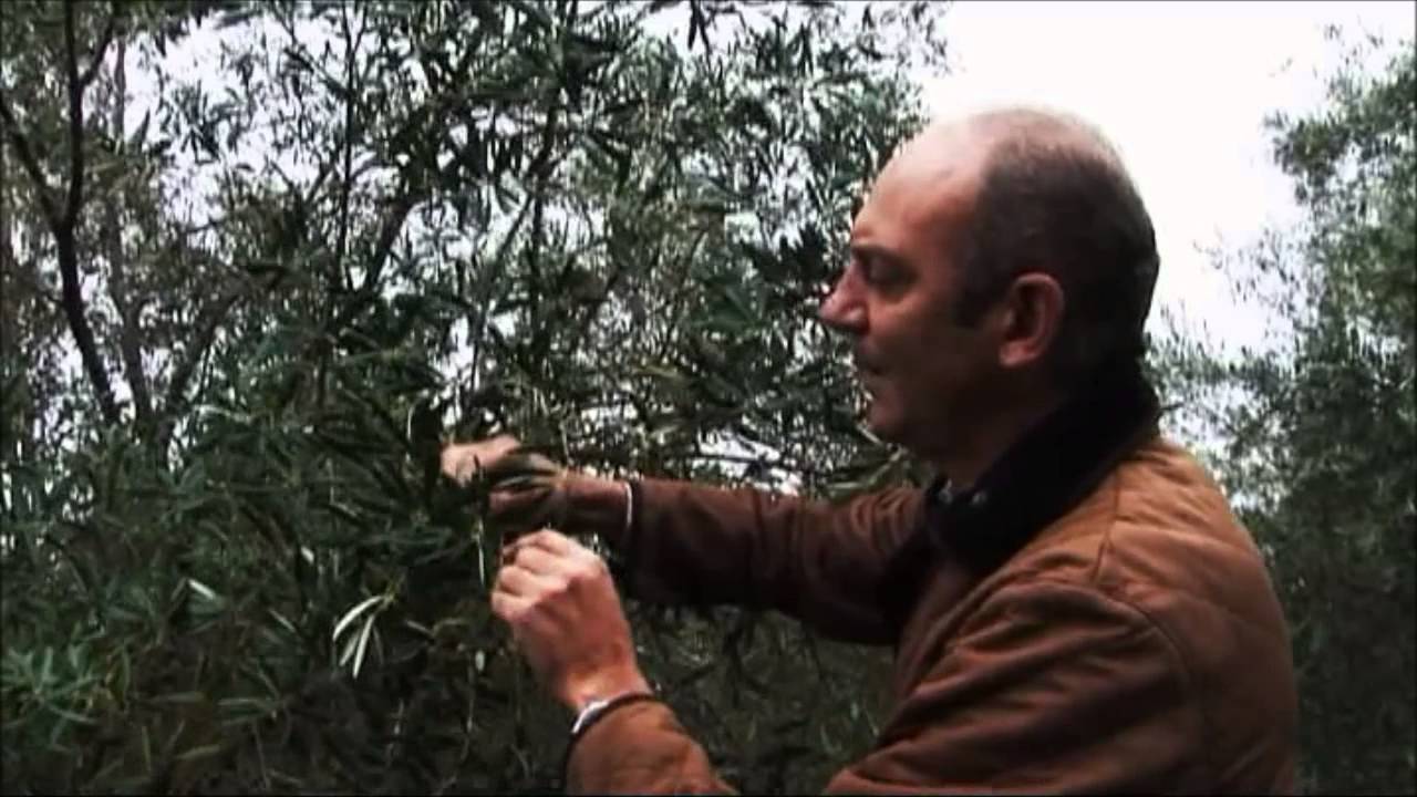 Sabores de Extremadura - Descubre el aceite