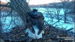 Decorah Eagles 1-20-22 Mom to N1 with fish, to the Y, DM2 finishes leftovers