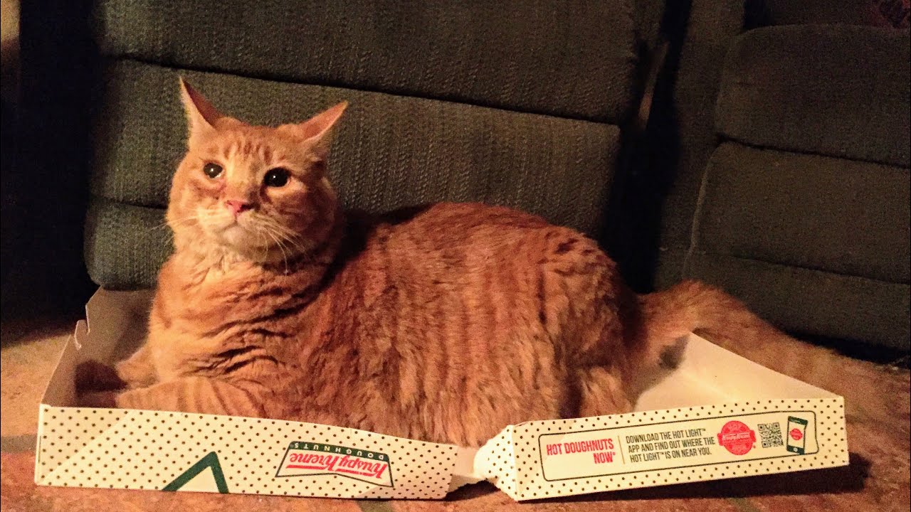 Cat Unlocks His THIRD EYE and Meets the DIVINE