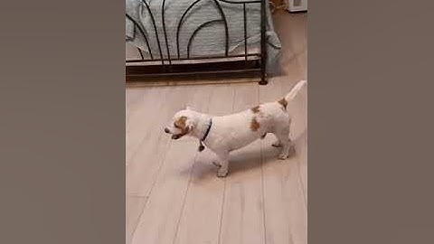 Video of adoptable pet named Scout