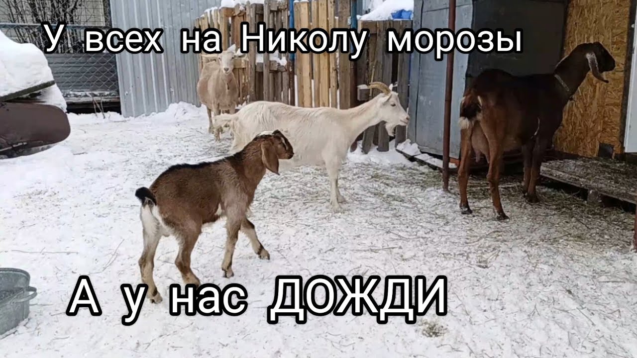 Террорист//Постригли Сашу//Сильная оттепель//Заболела Лада// - YouTube