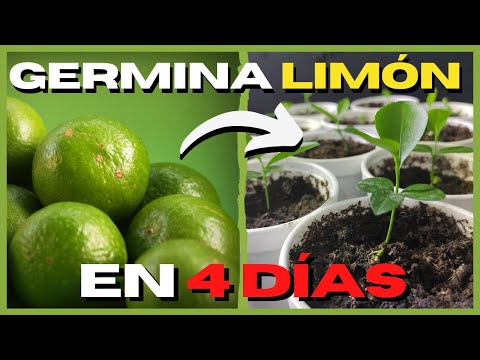 Video: Cultivando Limón En Casa