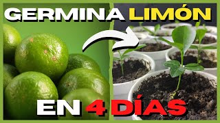 How to PLANT LEMON SEEDS at HOME 🍋 Step by step