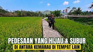 BIKIN TENANG!!! SUASANA PEDESAAN YANG ASRI & HIJAU DI TENGAH MUSIM KEMARAU