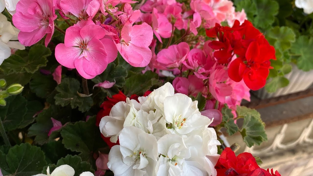 Sardunyalarda çürüme neden oluyor⁉️/ Yakıcı sıcaklarda nasıl sulama yapılır ✅#sardunya