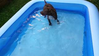 Pit bull playing in pool by GuNSaYa 195 views 9 years ago 1 minute, 5 seconds