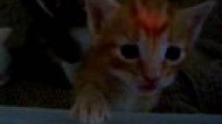 Baby Kittens - How Cute03
