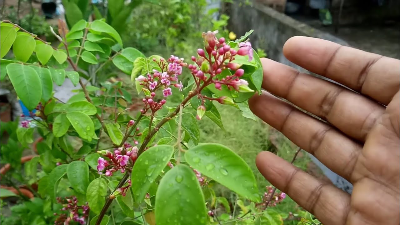How To Grow Star Fruit Tree In Pot YouTube