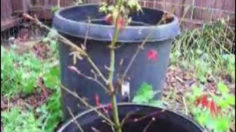 Japanese Maple Bonsai Starter part 1