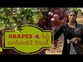 Grapes Research Centre - Rajendranagar #harvest