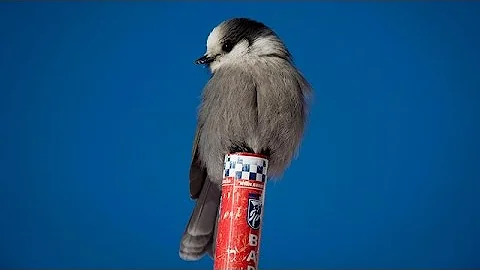 Step aside, loon: Geographic society plucks gray jay as Canada's national bird