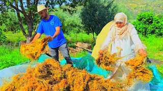 صيف صيفات والفلاحة كلها وجداة شوف الجردة كف ولات🌹🌹