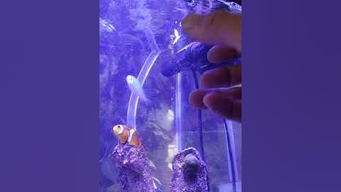 15g nano equipment update icecap 1k gyre CT refuge