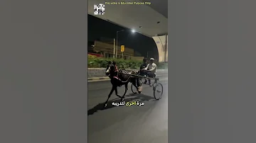 مع هذا الحذاء حصان المالك يركض دون انزلاق في أي مكان 