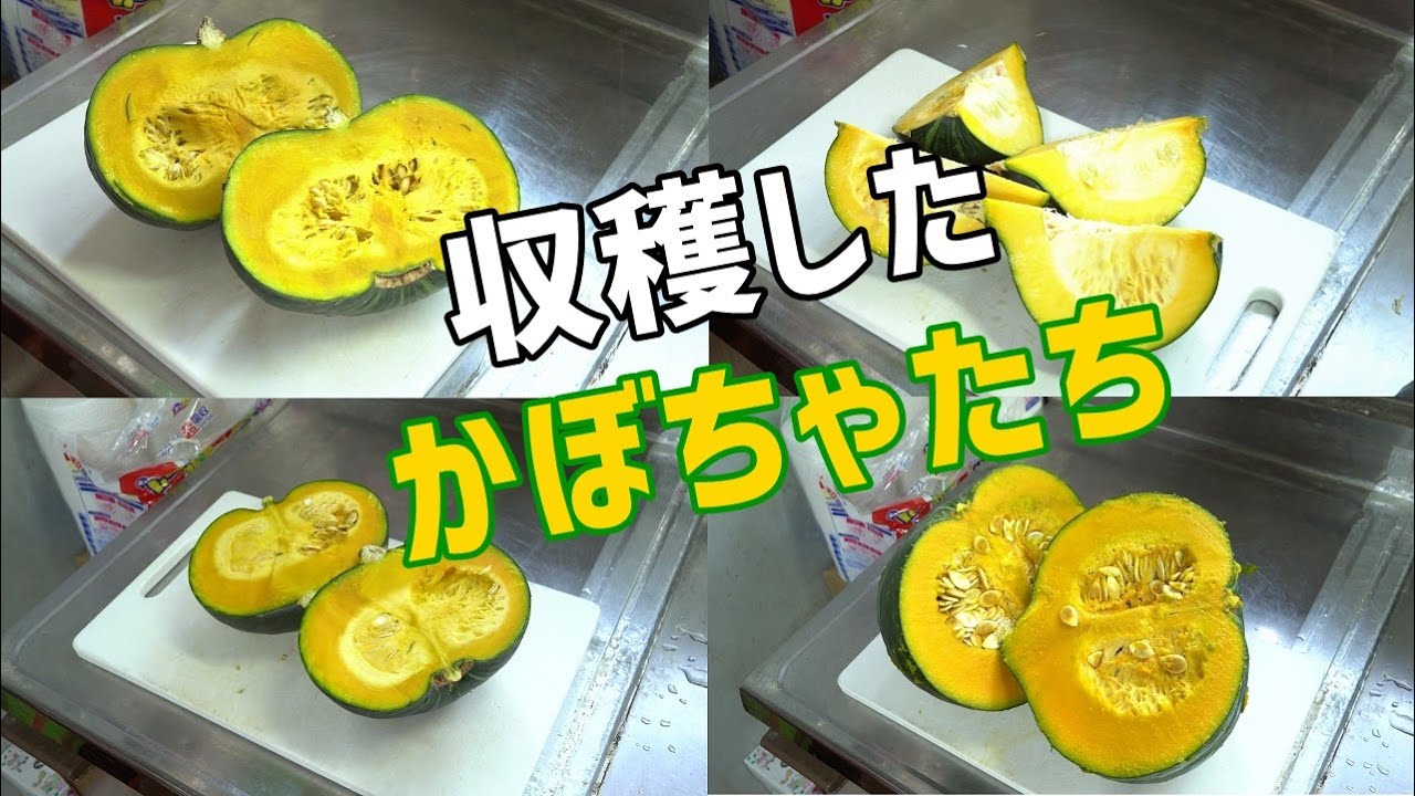 スーパーのかぼちゃの種から育てたかぼちゃの実食編 Youtube スーパーのかぼちゃの種から育てたかぼちゃの実食編 Youtube