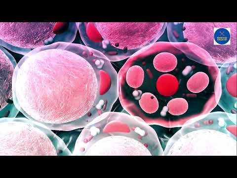Video: Berapa banyak molekul DNA dalam sel hati?