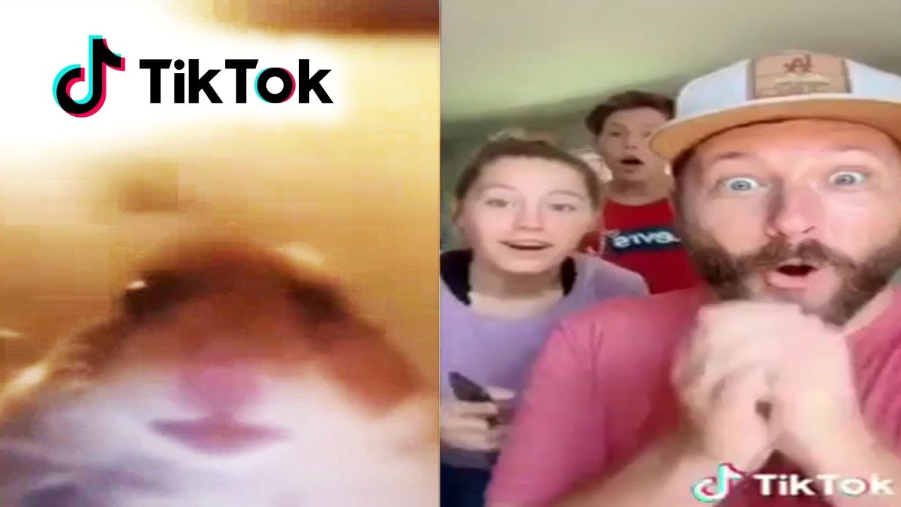 Staring Hamster Is On Tiktok Web Cam Hamster Meme Staring Hamster Know Your Meme