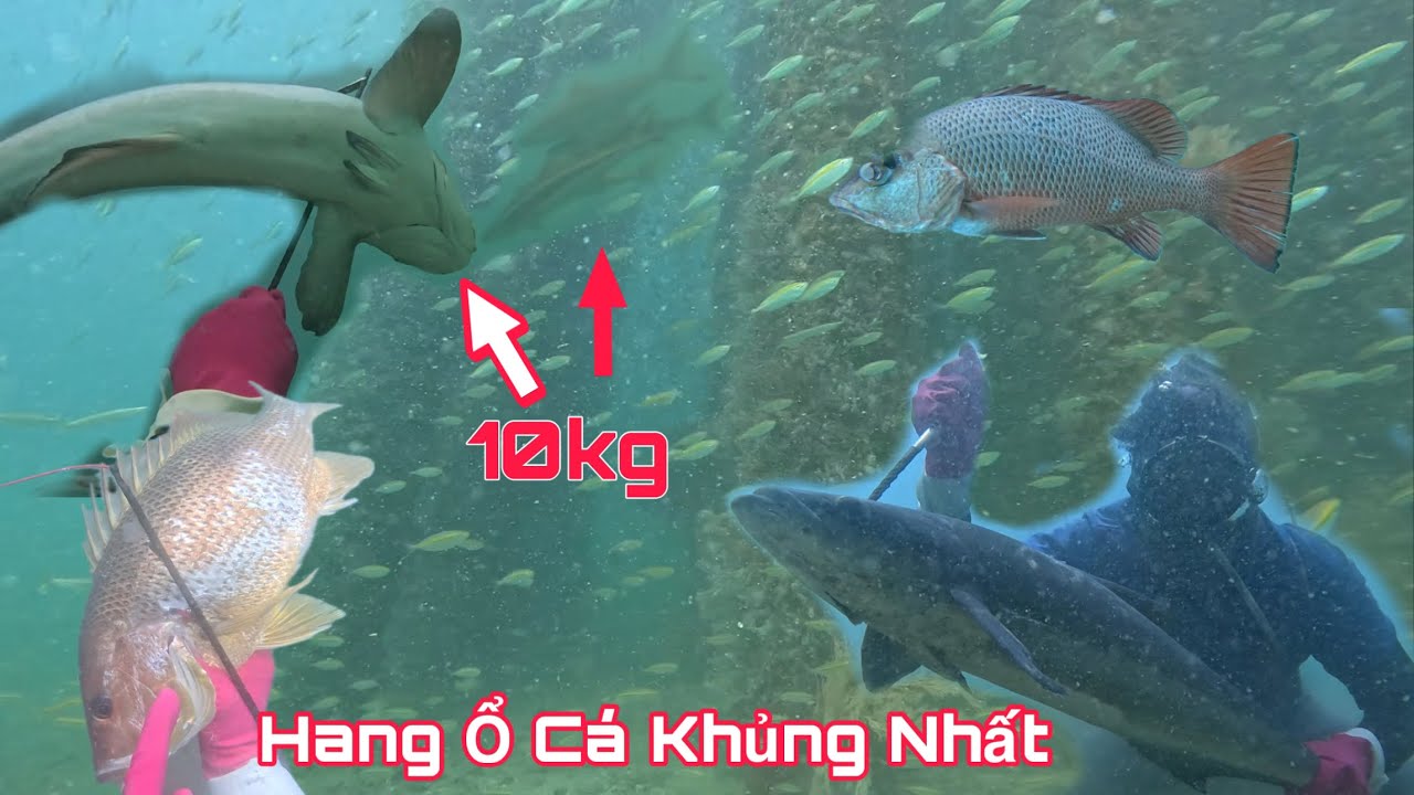 Bủng Rủng Tay Chân Khi Gặp Ổ Cá Khủng Này | P28 Meet Many Big Fish when diving