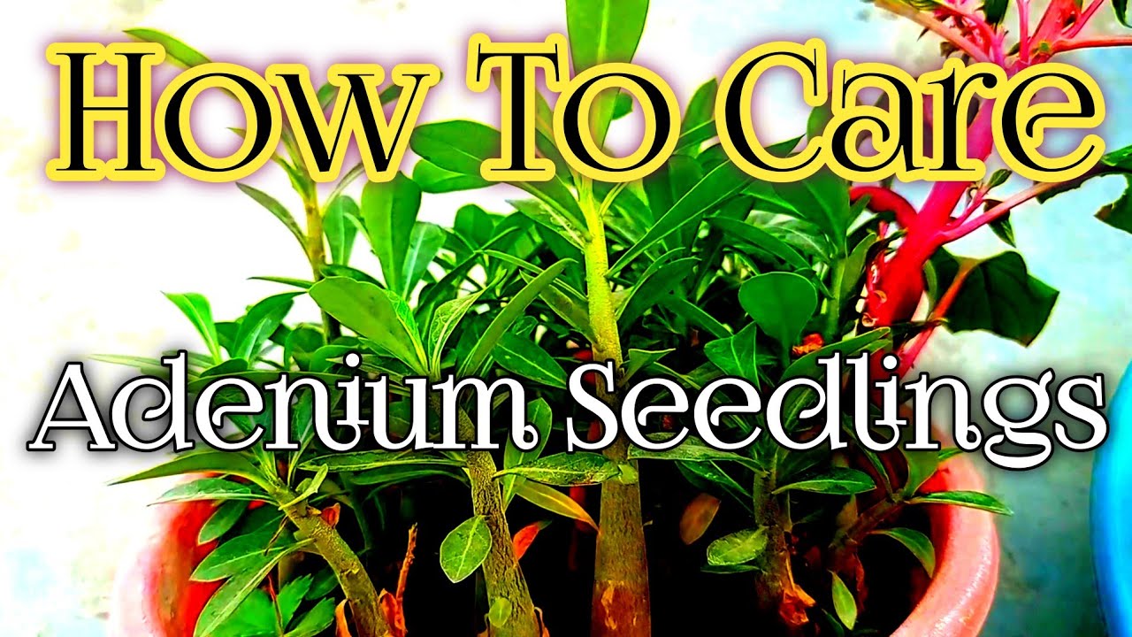 How to care adenium seedlings | How to care baby adeniums - YouTube