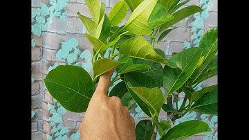 Cách Phân Biệt Mít Ruột Đỏ Sơ Vàng Indo và Mít Ruột Đỏ Sơ Đỏ Malay