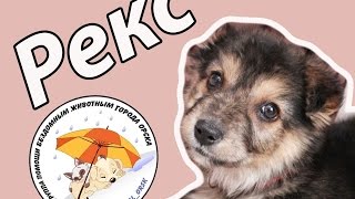 Рекс-щенок который нашел дом Рекс-щенок который нашел дом