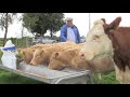 Tom Clair's quad Charolais calves