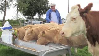 Tom Clair's quad Charolais calves