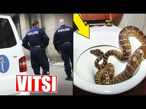 Video: Mitä Käärmeitä Löytyy Venäjältä
