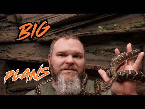 Making My Bredli Pythons the Stars of 2025!