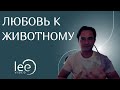 Ощущение любви к вашему животному | Отрывок вебинара &quot;Сознание животных&quot;