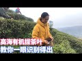 【杨一米茶】900米海拔采茶叶，高山云雾有机茶，这样能识别有机茶叶