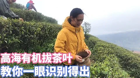 【楊一米茶】900米海拔採茶葉，高山雲霧有機茶，這樣能識別有機茶葉 - 天天要聞