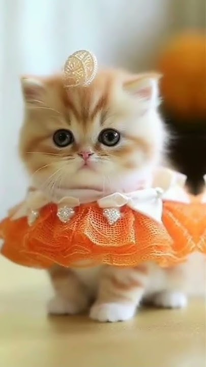 Cute Cats #3 créditos a @Khanhhung2354 - YouTube