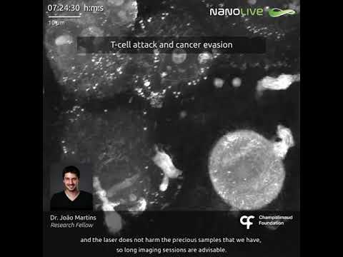 Nanolive live imaging T cell attack and cancer evasion