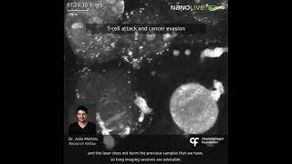 Nanolive live imaging: T cell attack and cancer evasion