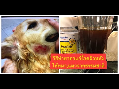 วิธีทำยาทาแก้โรคผิวหนังแดง,เจ็บ,คันให้หมา,แมวด้วยสมุนไพร( ไม่ใช่โรคขี้เรื้อน) ที่ใช้แล้วได้ผลแน่นอน!