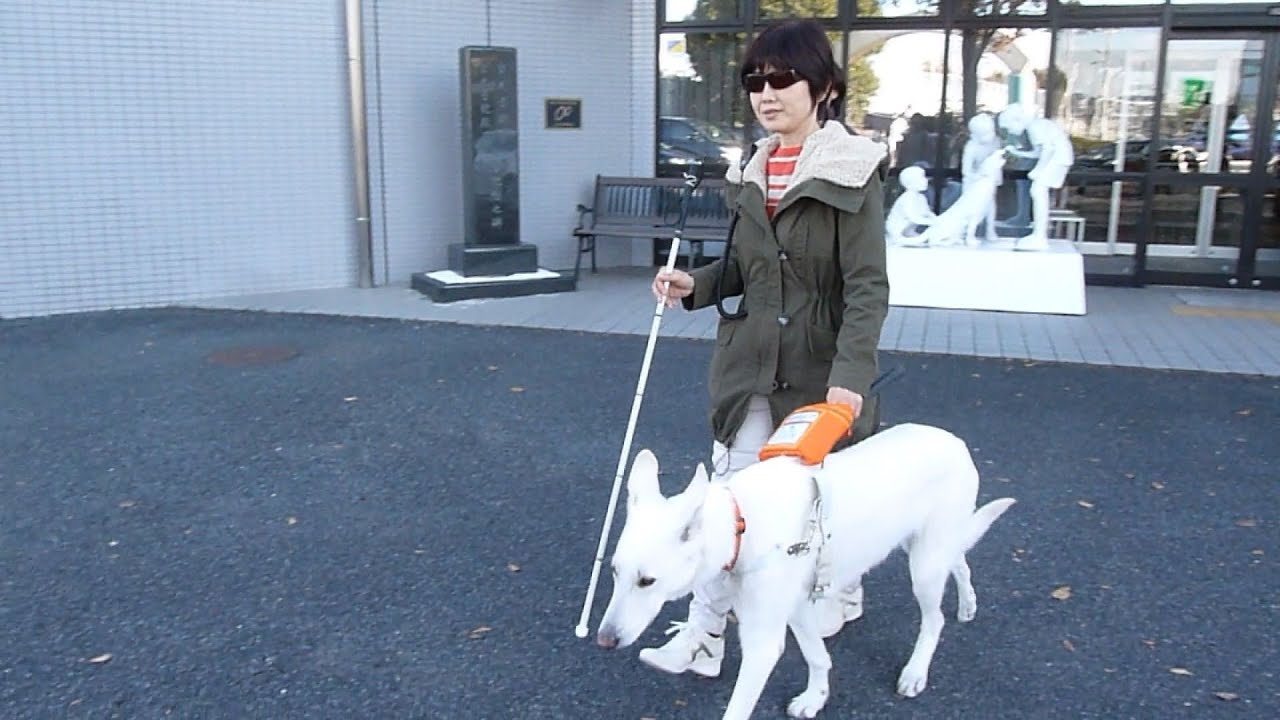 シェパードの盲導犬誕生 横浜 国内で唯一 Youtube