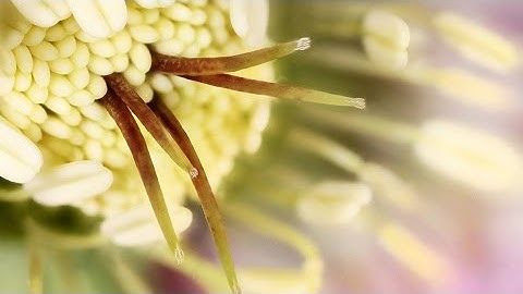Introduction to Macro Photography