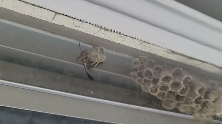Paper Wasps Starting to Build Their Nests in the Window