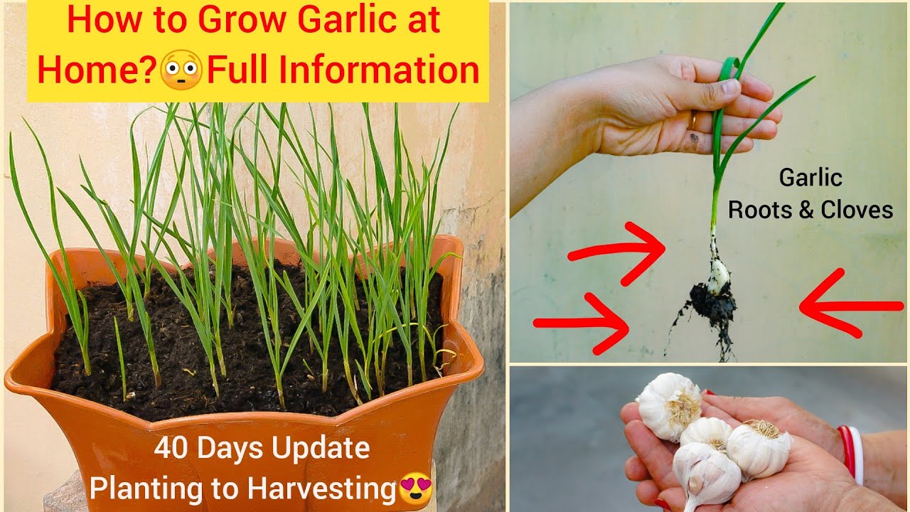लहसुन कैसे लगाएँ Endless Supply of GarlicGrow Garlic at Home Fast n