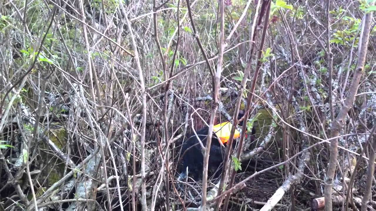 Qwirhaukens Qiwi på Långtora