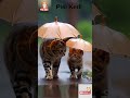 ☔🐱 Anne & Yavru Kedi Yağmurda Şemsiye Turu 💧💛 Kalpleri Eriten An!  #sevi...
