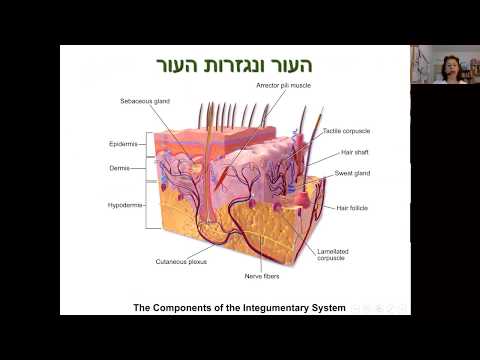 מערכת החיסון בימי קורונה הצצה לשיעור אנטומיה עם לילך ארז