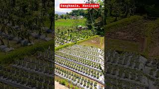 #wisata #sangkania #kuningan #buahnagakuning #shorts #short #shortvideo