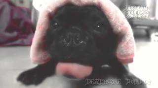 Funny Deathcore Bulldog