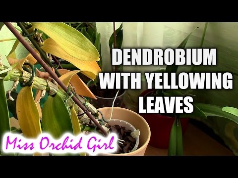 Video: Verliezen dendrobium nobile hun bladeren?