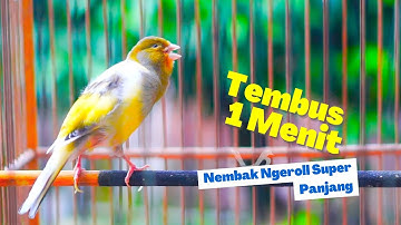 Pancingan Kenari Gacor Panjang Durasi 1 Menit Lebih! Paling Pas Untuk Masteran Kenari PAUD